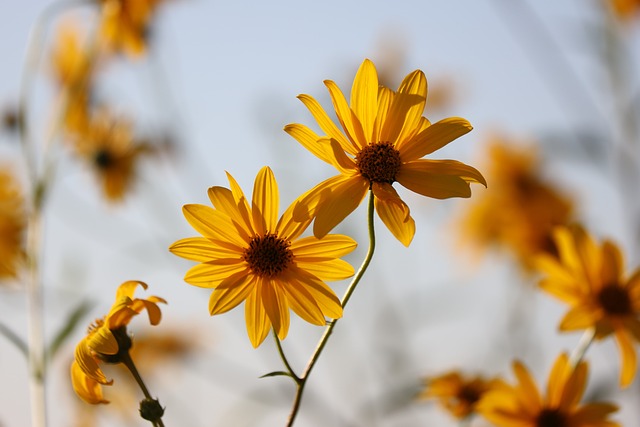 Read more about the article Topical Arnica for Pain and Swelling