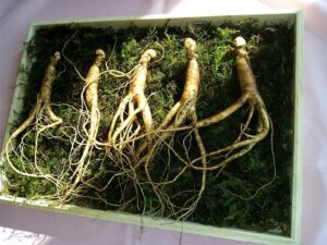 Read more about the article Ginseng