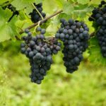 Grape Seed Extract