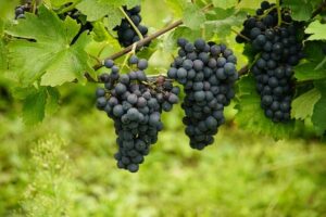 Read more about the article Grape Seed Extract