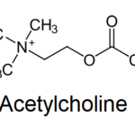 Citicoline and Brain Health