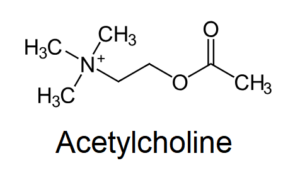 Citicoline and Brain Health