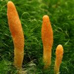 Cordyceps Mushrooms