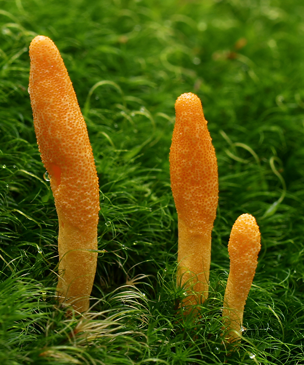 Read more about the article Cordyceps Mushrooms