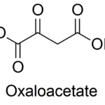 Oxaloacetate: A Compound with Benefits Similar to a Ketogenic Diet and Calorie Restriction