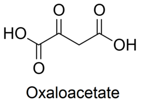 Oxaloacetate: A Compound with Benefits Similar to a Ketogenic Diet and Calorie Restriction