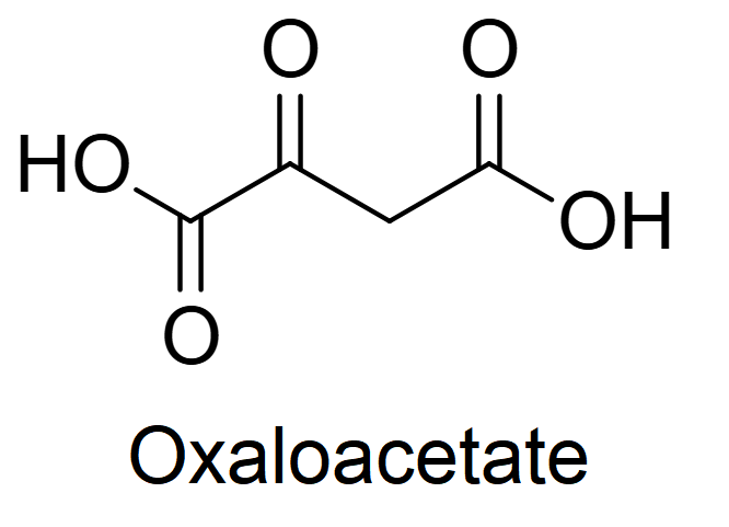 Read more about the article Oxaloacetate: A Compound with Benefits Similar to a Ketogenic Diet and Calorie Restriction