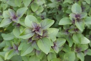 Holy Basil for Stress and Anxiety